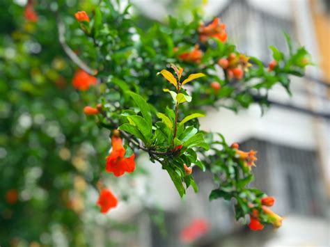 夏天開的花有哪些|【夏天开的花有哪些】夏季十大名花 夏天有什么花 夏天开的十种。